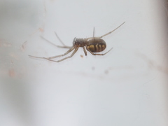 Prosoponoides sinense