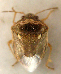 Eysarcoris