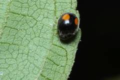 Cryptogonus orbiculus