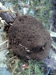 Schenella microspora