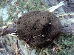 Schenella microspora