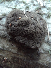 Schenella microspora