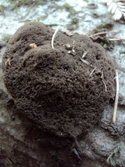 Schenella microspora