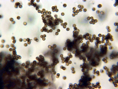 Schenella microspora
