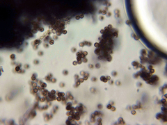 Schenella microspora