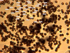 Schenella microspora