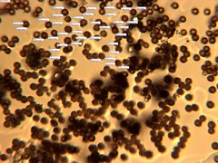 Schenella microspora