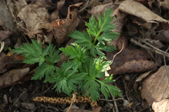 Adonis davidii