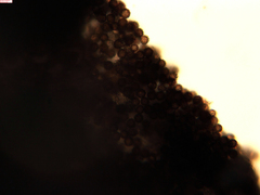 Schenella microspora