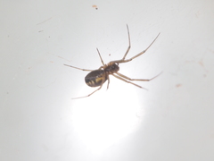 Prosoponoides sinense