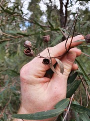 Angophora bakeri
