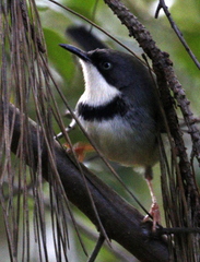 Apalis thoracica claudei