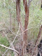 Angophora bakeri