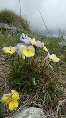 Viola calcarata