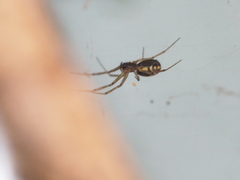 Prosoponoides sinense