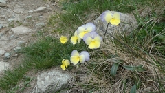 Viola calcarata