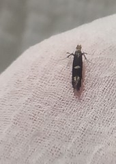 Callisto denticulella