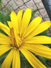 Tragopogon orientalis