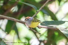 Phylloscopus castaniceps
