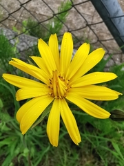 Tragopogon orientalis