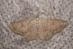 Cyclophora pendularia
