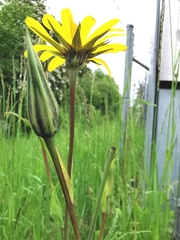 Tragopogon orientalis