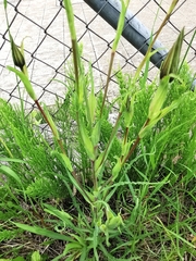 Tragopogon orientalis