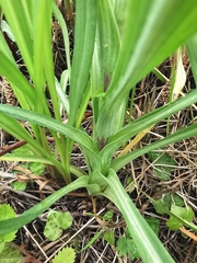 Tragopogon orientalis