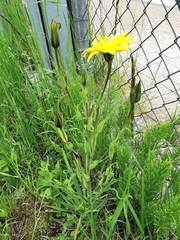 Tragopogon orientalis
