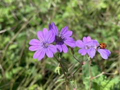 Coccinella septempunctata