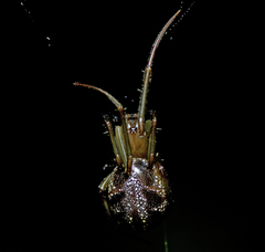 Phonognatha