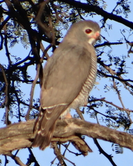 Kaupifalco monogrammicus
