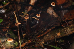 Crinipellis procera