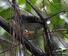 Apalis thoracica claudei