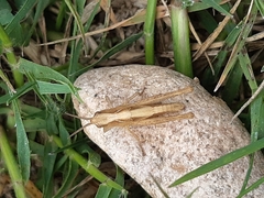 Chorthippus brunneus