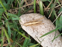 Chorthippus brunneus