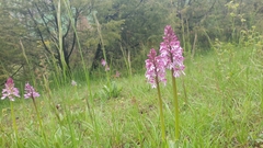 Orchis × hybrida