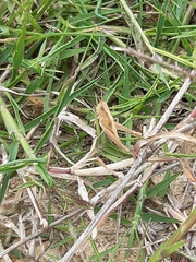 Chorthippus brunneus