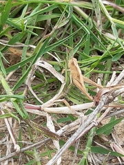 Chorthippus brunneus