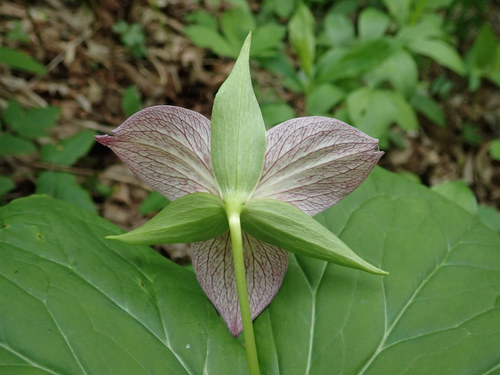 Trillium erectum