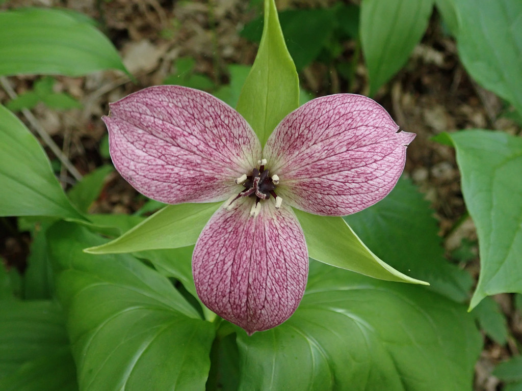 Trillium erectum, North Carolina, US