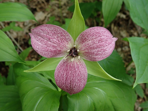 Trillium erectum