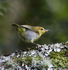 Phylloscopus ruficapilla voelckeri