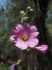 Alcea setosa