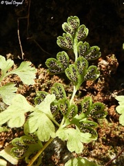 Anogramma leptophylla