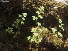 Anogramma leptophylla