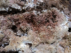 Ceriporia purpurea