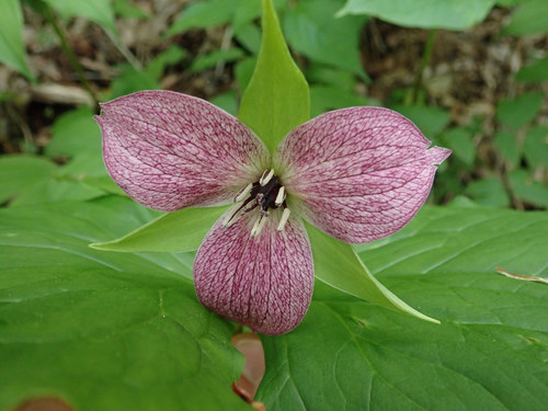 Trillium erectum
