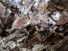 Ceriporia purpurea