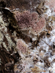 Ceriporia purpurea